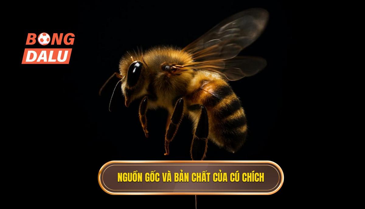 Nguồn gốc và Bản chất của Cú Chích Mũi Giày